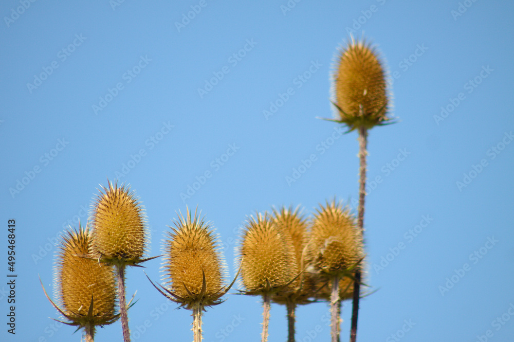 Closeup of brown cutleaf teasel seeds with blue sky on background Closeup of brown cutleaf teasel seeds with blue sky on background