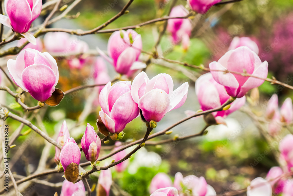 Fototapeta premium Beautifully blooming magnolia in a spring garden, selective focus.