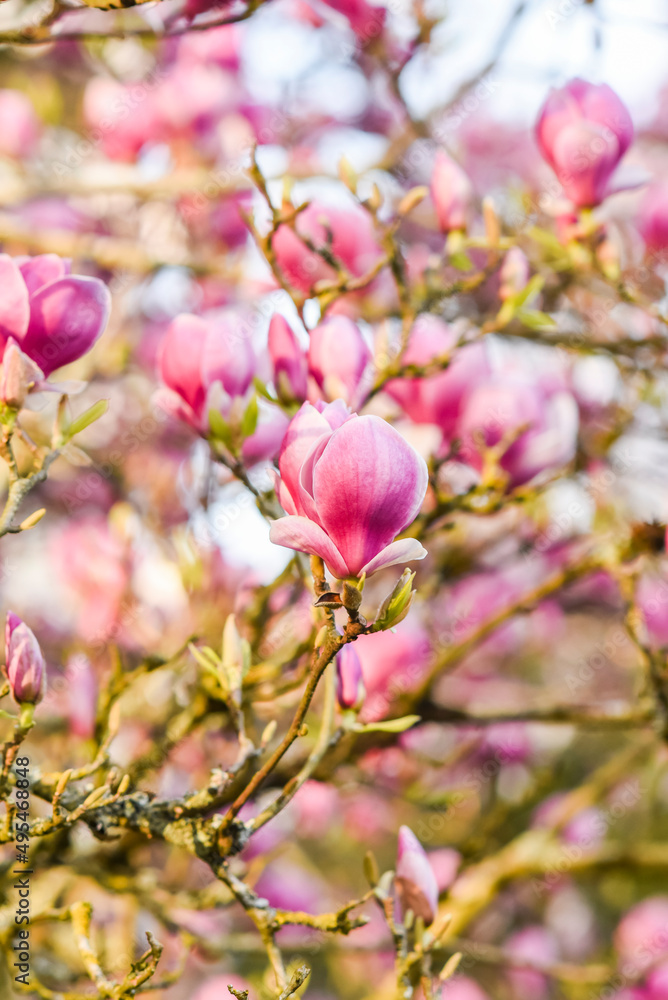 Beautifully blooming magnolia in a spring garden, selective focus. Beautifully blooming magnolia in a spring garden, selective focus.