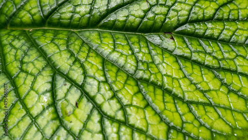 Green leaf texture