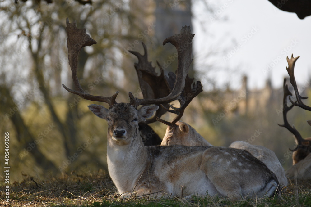 Obraz premium some fallow deer in a park