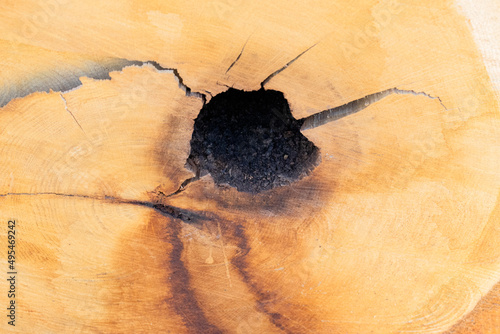 Close Up Of The Inside Of A Tree At Amsterdam The Netherladns photo