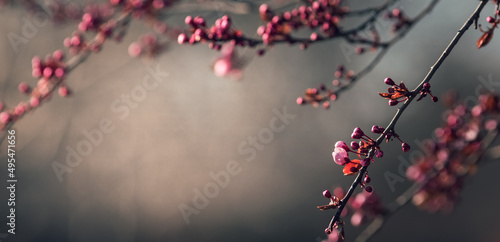 Beautiful early spring background with blooming pink tree branch and copy space