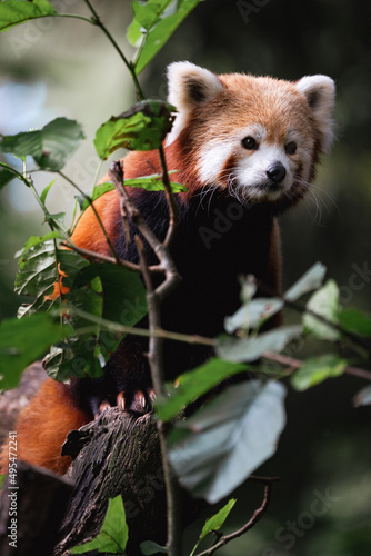 Red Panda Portrait