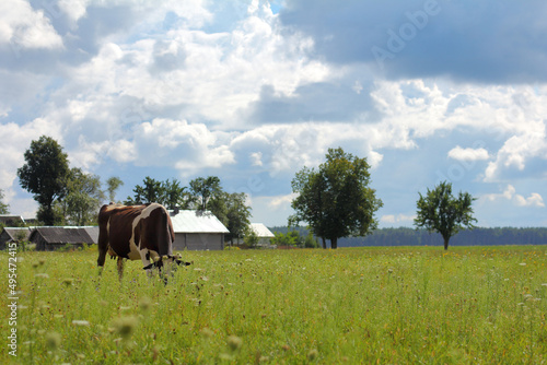 Fototapeta Naklejka Na Ścianę i Meble -  one cow eats juicy grass in a pasture against the backdrop of a village on a cloudy summer day. rural landscape near the farm
