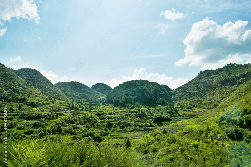 Green mountains covered with forest landscape in summer
