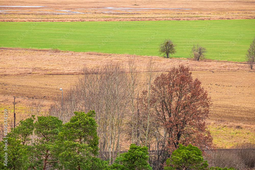 Trees