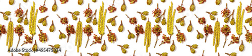 Panoramic pattern bloom buds of birch and maple on a white background.