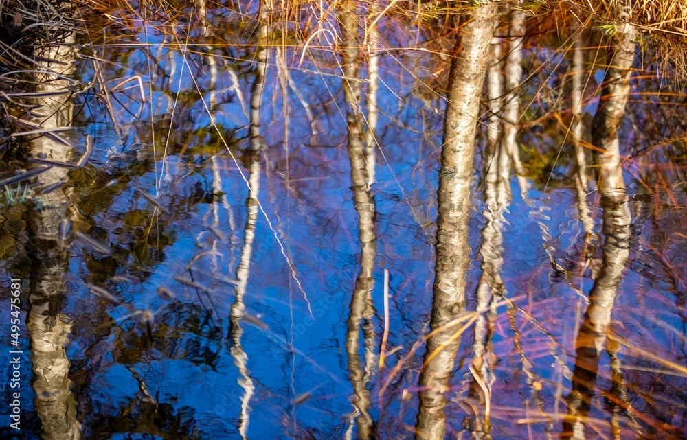 Trees