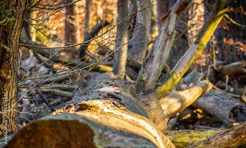 Obraz na płótnie Trees w salonie