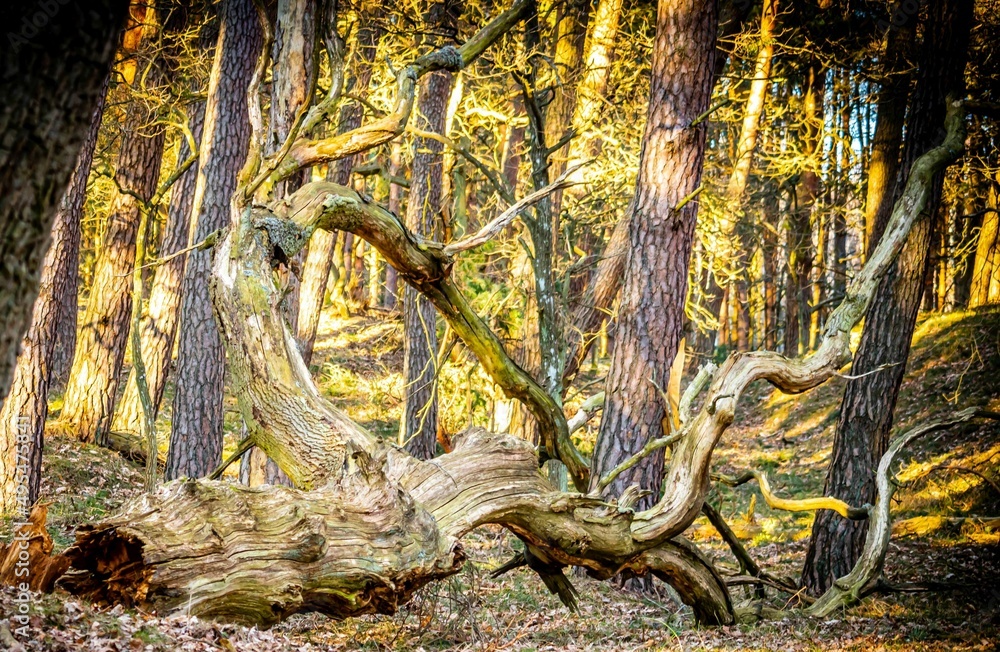 Trees