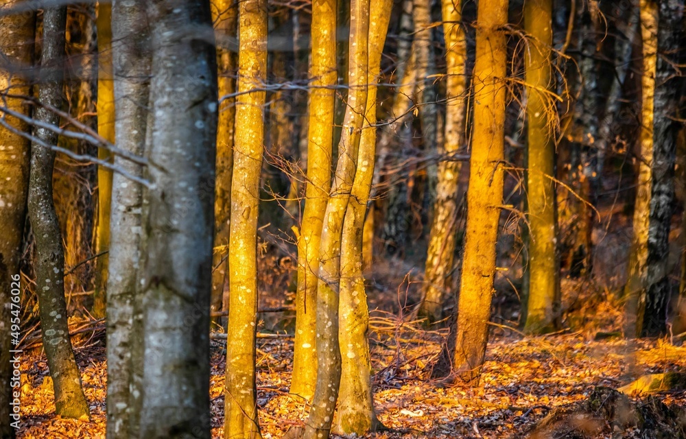 Trees