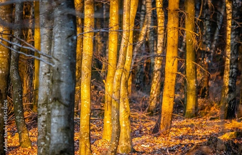 Obraz na płótnie Trees w salonie