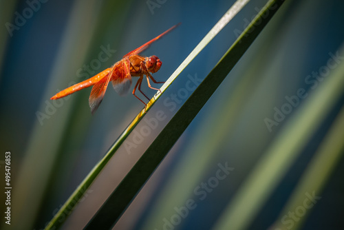 dragonfly on a leaf
