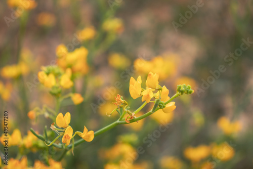 Close up view of a branch of Coronilla juncea with yellow lipped flowers. Mediterranean plant on the Albir Lighthouse route, in the Serra Gelada Natural Park, Alicante. Natural image with warm colors.