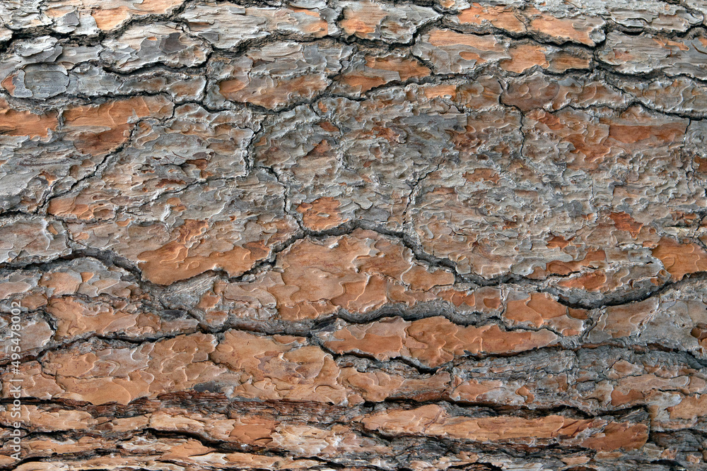 close-up on pine tree trunk. wooden background close-up on pine tree trunk. wooden background
