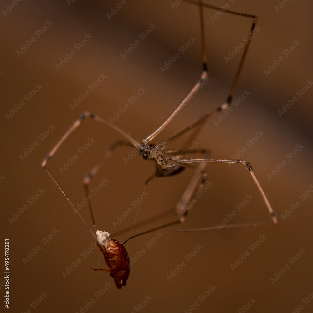 spider on a web spider on a web
