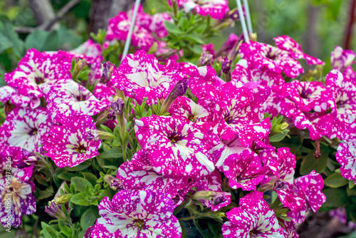  Decorative flowers petunia
