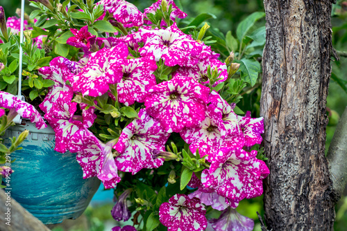  Decorative flowers petunia