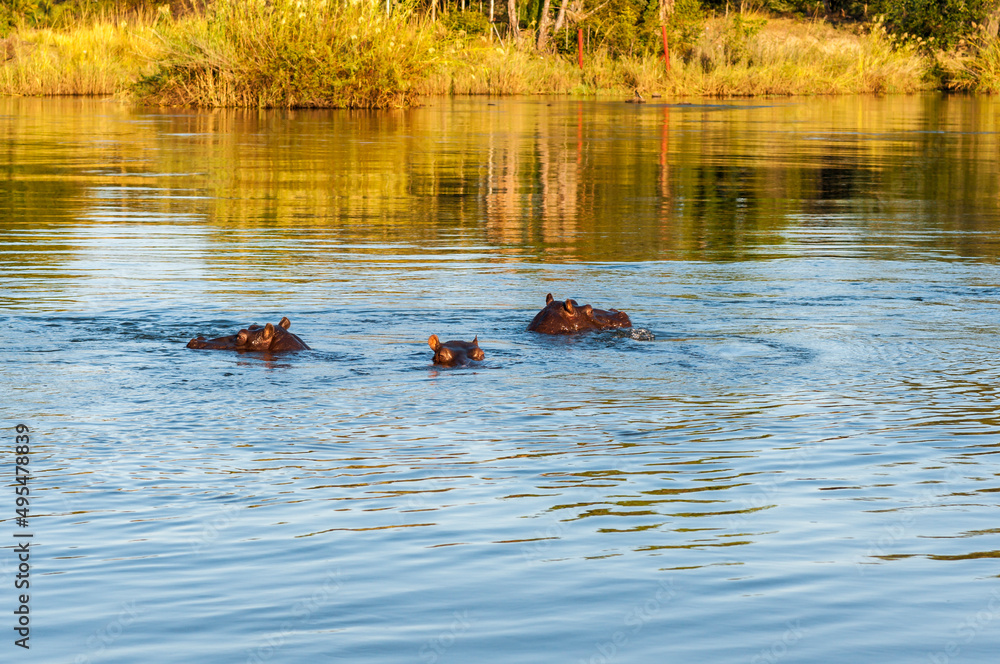 Hippos, Hippopotamus amphibius, in the Okavango / Hippos in the Okavango River, Namibia Southern Africa. Hippos, Hippopotamus amphibius, in the Okavango / Hippos in the Okavango River, Namibia Southern Africa.