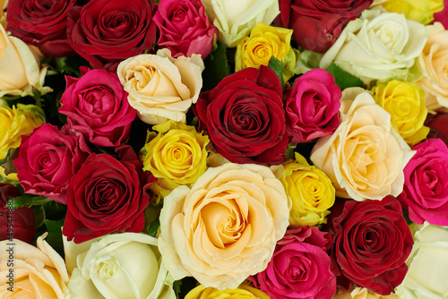 background of open rosebuds of different colors. red  white pink and yellow roses on the same background
