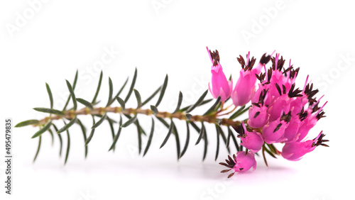 Quadro su tela Purple heather flowers
