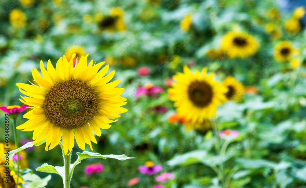 Yellow sunflowers in the field