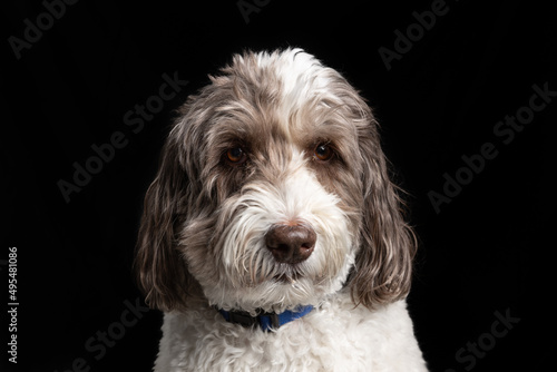 Studio shot of a brown and white labradoodle sitting with a solid black background.