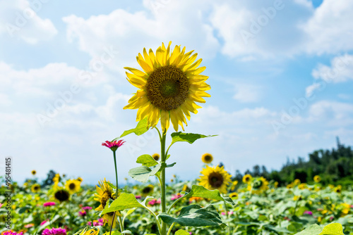 Beautiful landscape with sunflower field