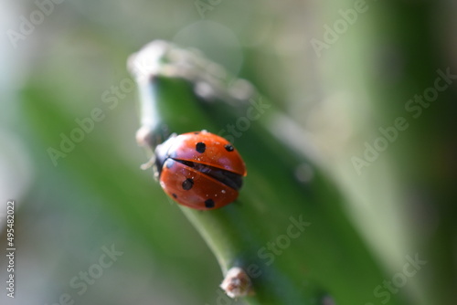 coccinelle rouge 