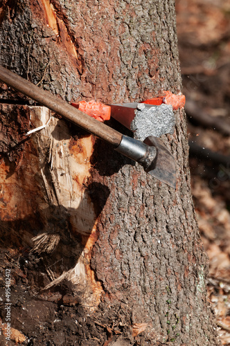 Detail of splitting maul axe hammering an aluminum wedge into the spruce tree