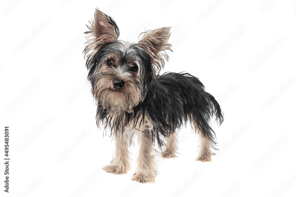 Beautiful and cute black and white yorkshire terrier dog over isolated background. Studio shoot of purebreed yorkie puppy. Beautiful and cute black and white yorkshire terrier dog over isolated background. Studio shoot of purebreed yorkie puppy.