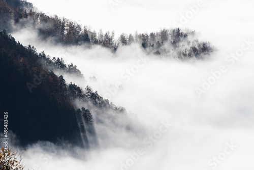 Slopes of spruce forest emerging from morning fog and visible shadows cast by trees