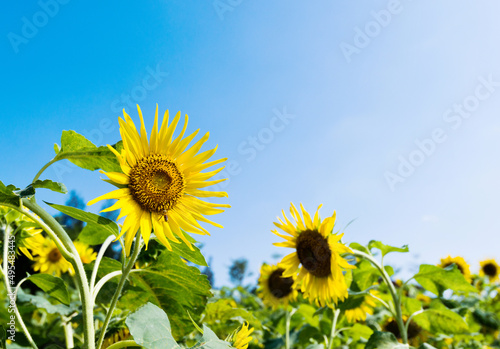 Sunflowers on background of blue sky