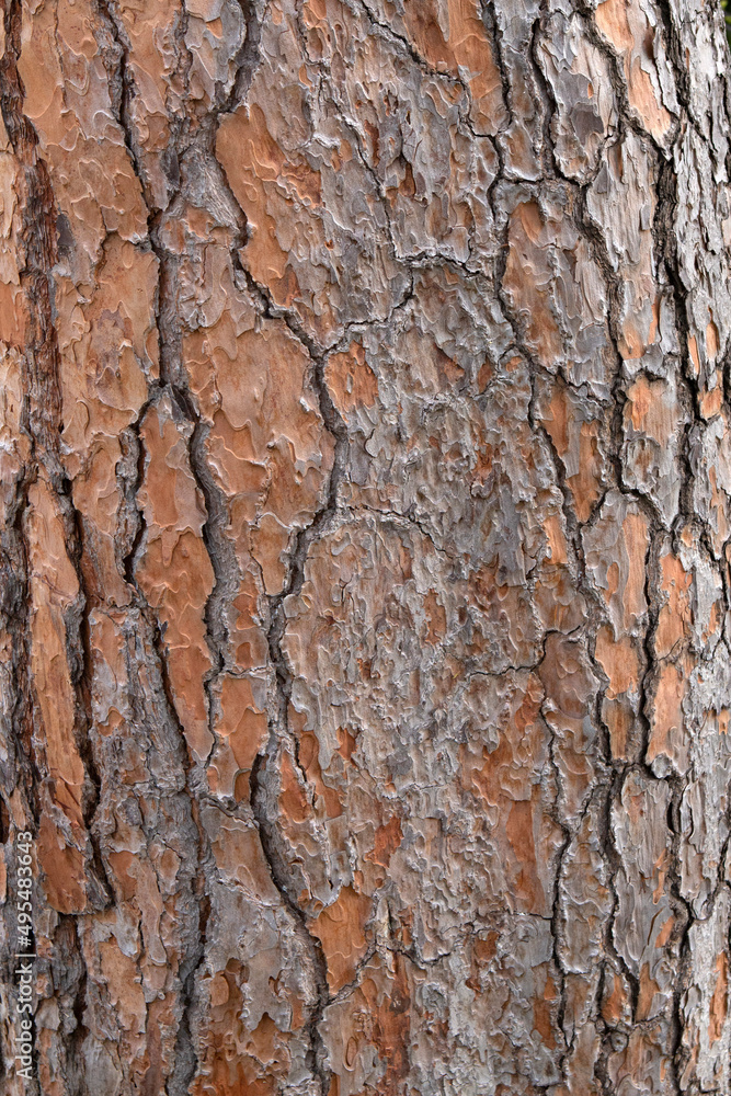 close-up on pine tree trunk. wooden background close-up on pine tree trunk. wooden background