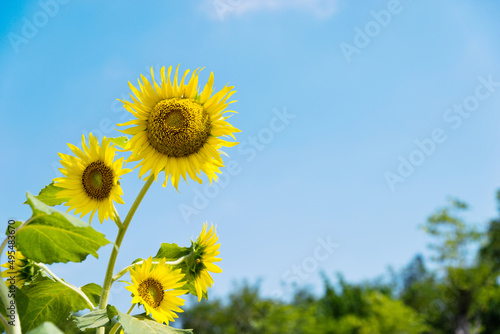 Group of sunflowers against blue sky