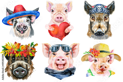 Set of pig portraits. Animal watercolor illustration on white background
