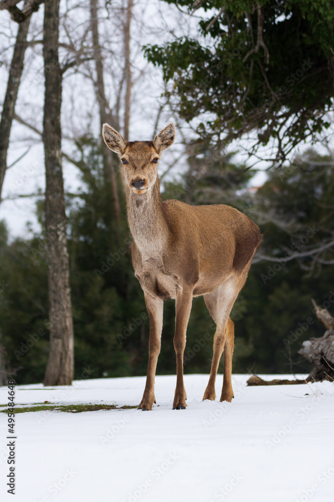 Reed deer in Parnitha mountain Athens, Greece