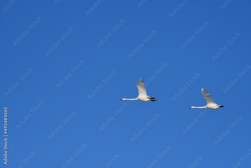 White swans flying in the blue sky