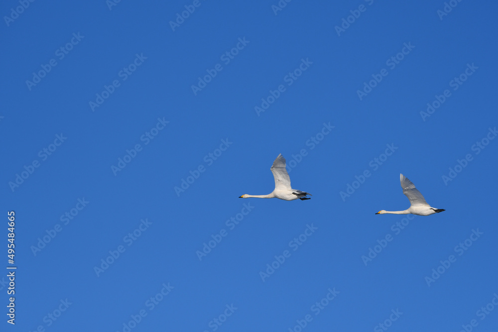 White swans flying in the blue sky White swans flying in the blue sky