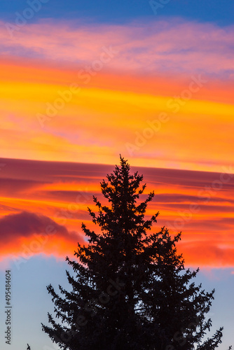 Breathtaking sunset over the trees