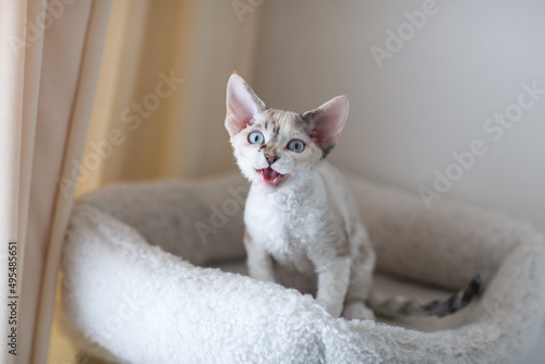 little Devon Rex kitten sits on a mat and says meow 