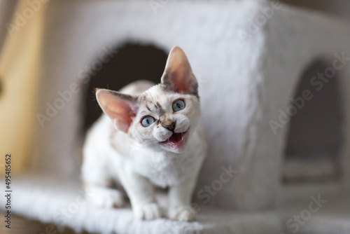 a small tortoiseshell Devon Rex kitten sits in a cat house and says meow (close-up)  