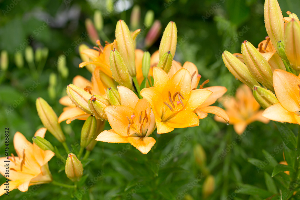 Bright summer flowers, beautiful and saturated shades Bright summer flowers, beautiful and saturated shades