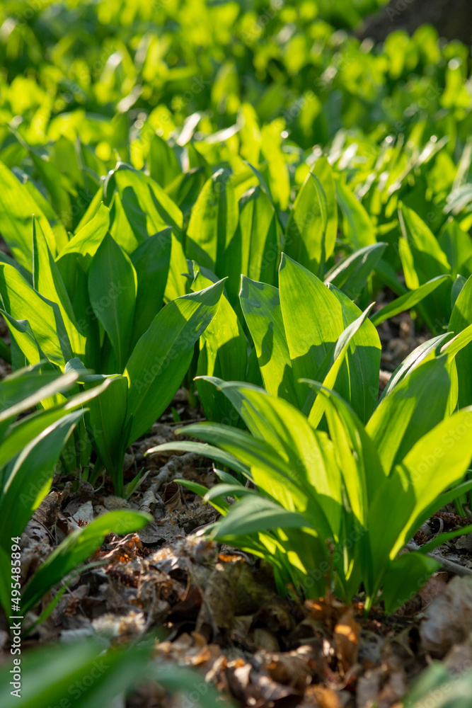 Obraz premium Wild garlic (Allium ursinum) green leaves in the forest. The plant is also known as ramsons, buckrams, broad-leaved garlic, wood garlic, bear leek or bear's garlic.