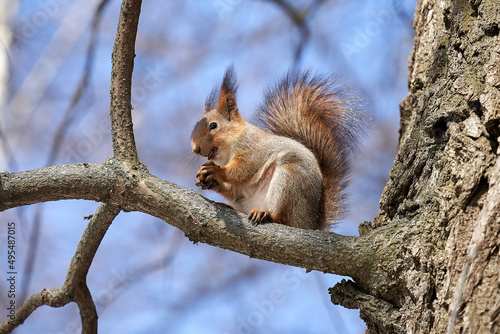 squirrel climbs a tree in the park © Dimka