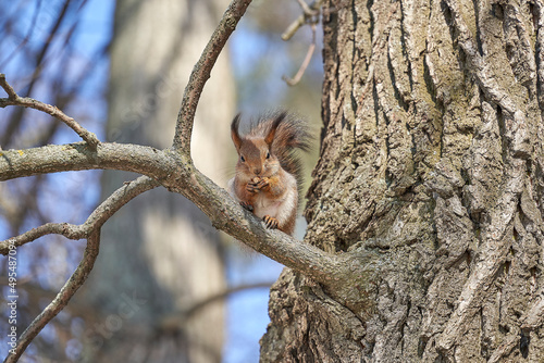squirrel climbs a tree in the park