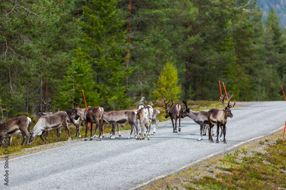 Reindeers in Autumn in Lapland, Northern Finland. Europe Reindeers in Autumn in Lapland, Northern Finland. Europe