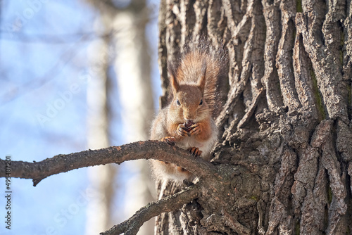 squirrel climbs a tree in the park