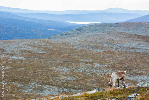 Reindeers in Yllas Pallastunturi National Park, Lapland, northern Finland photo
